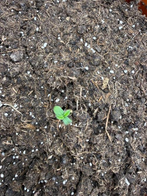 Summer Grow Blueberry Photo. Week 0
