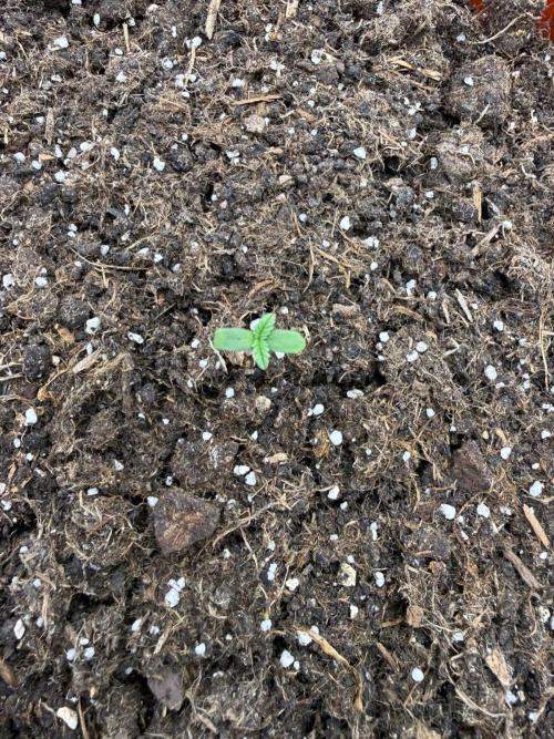 Summer Grow Blueberry Photo. Week 0
