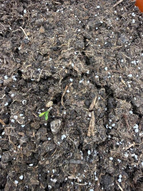 Summer Grow Blueberry Photo. Week 0