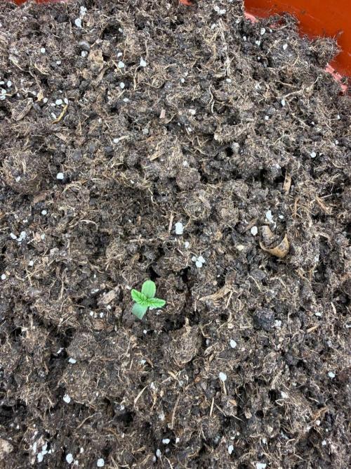 Summer Grow Blueberry Photo. Week 0