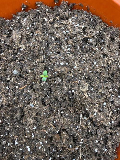 Summer Grow Blueberry Photo. Week 0