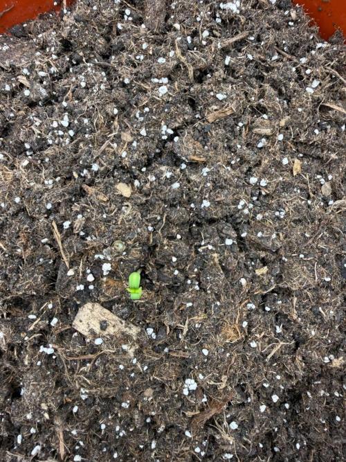 Summer Grow Blueberry Photo. Week 0