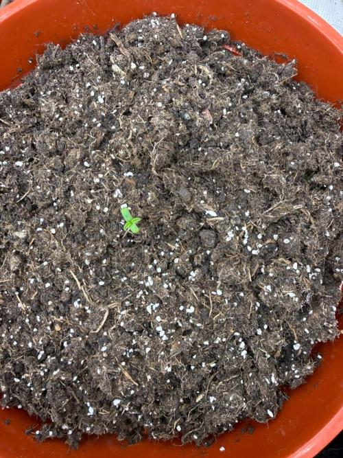 Summer Grow Blueberry Photo. Week 0