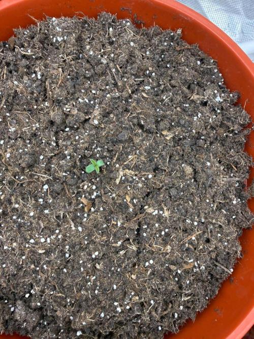Summer Grow Blueberry Photo. Week 0