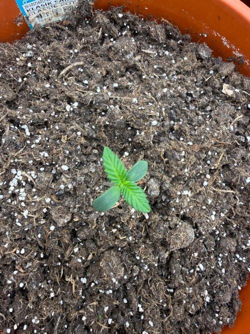 Summer Grow Blueberry Photo. Week 1