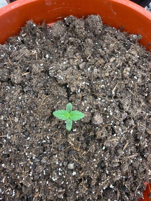 Summer Grow Blueberry Photo. Week 1