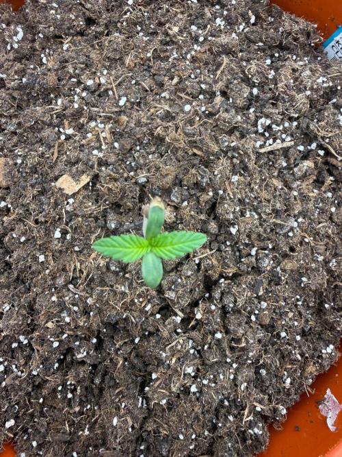 Summer Grow Blueberry Photo. Week 1