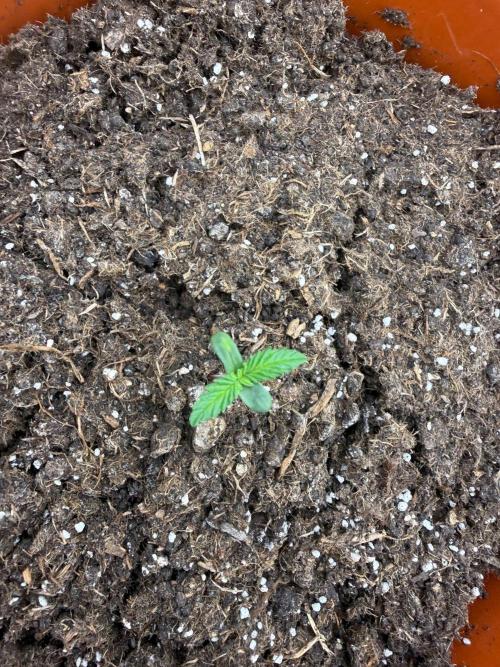 Summer Grow Blueberry Photo. Week 1