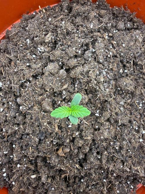 Summer Grow Blueberry Photo. Week 1
