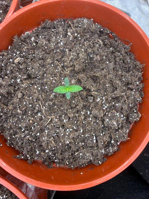 Summer Grow Blueberry Photo. Week 1