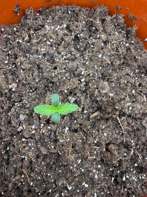 Summer Grow Blueberry Photo. Week 1