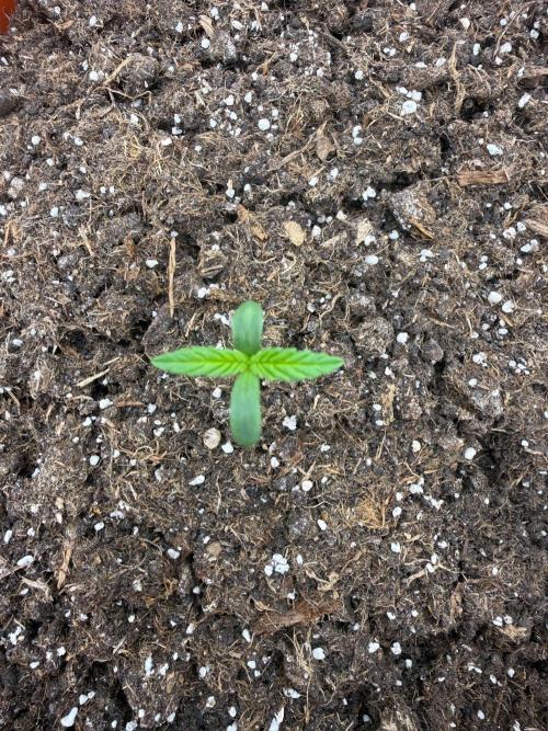 Summer Grow Blueberry Photo. Week 1
