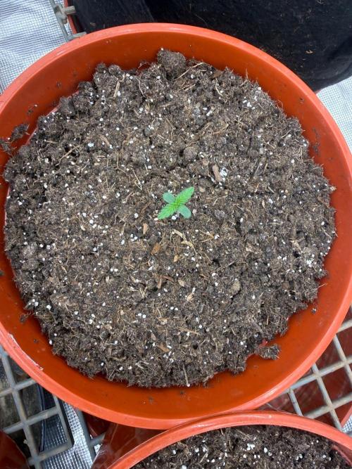 Summer Grow Blueberry Photo. Week 1