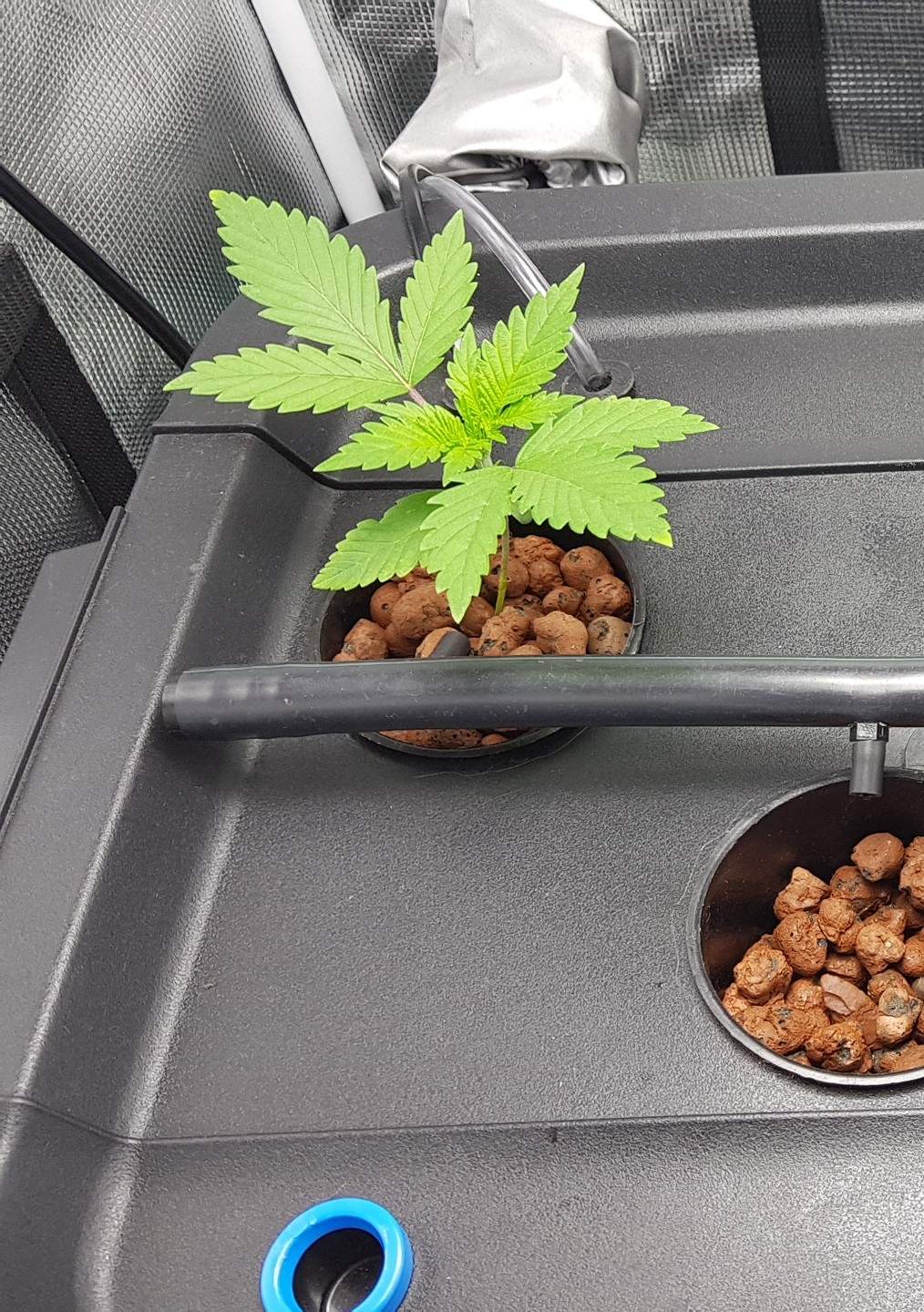 Green House Seed Co. Train Wreck grow diary (journal) week2 by