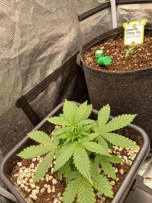 Granite Haze F7 Auto. Week 1
