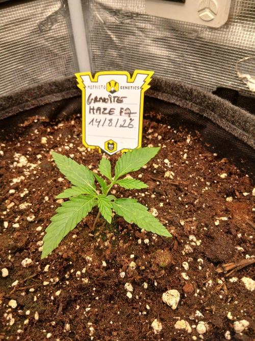 Granite Haze F7 Speedrun seeds.. Week 1 - Day 7 Granite Haze F7