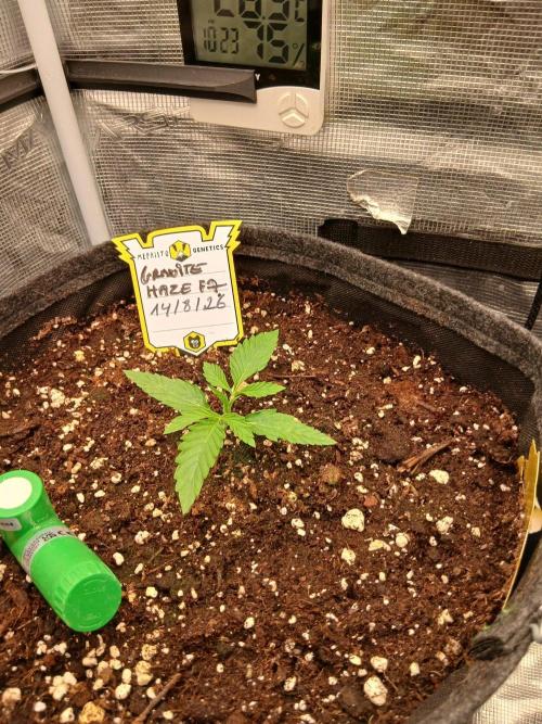 Granite Haze F7 Speedrun seeds.. Week 1