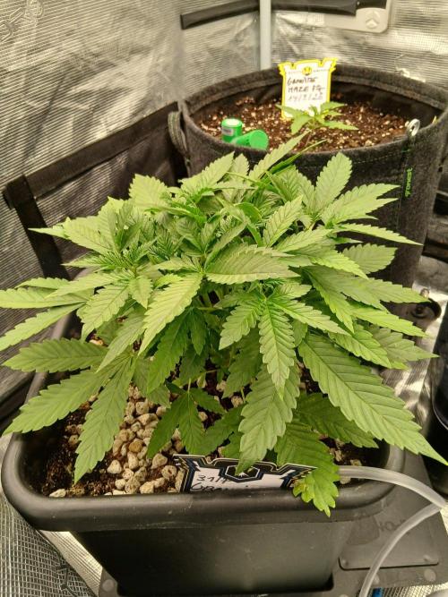 Granite Haze F7 Speedrun seeds.. Week 1 - Day 21 Granite Haze F6