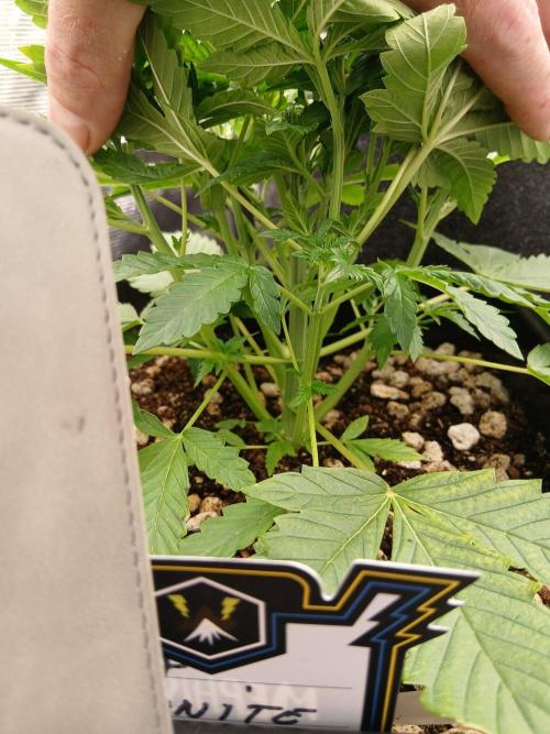 Granite Haze F7 Auto. Week 1