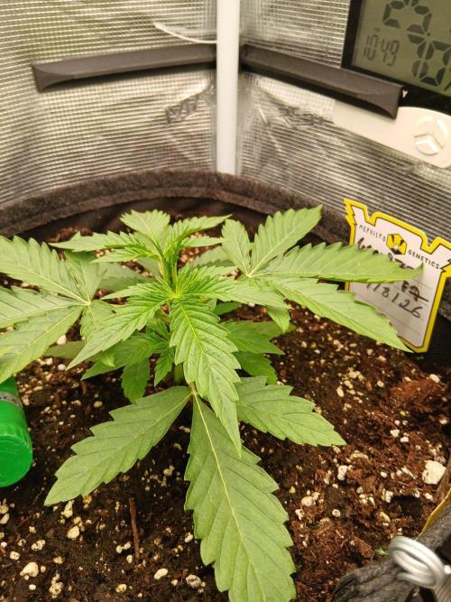 Granite Haze F7 Speedrun seeds.. Week 2