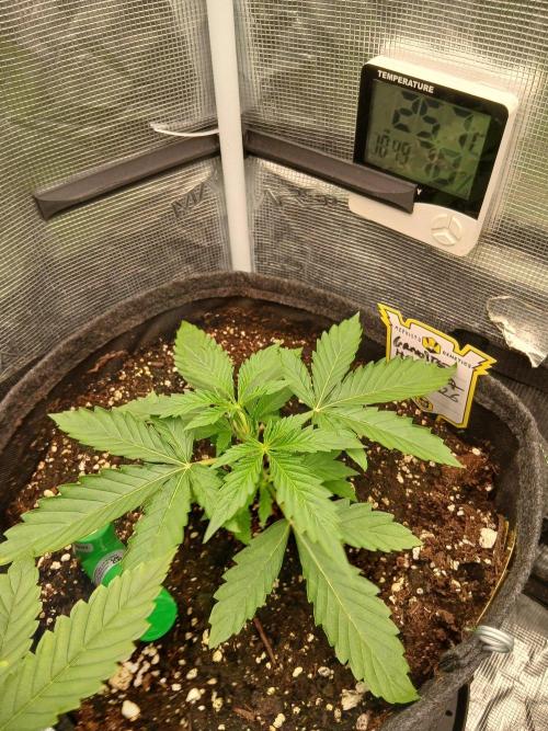 Granite Haze F7 Auto. Week 2