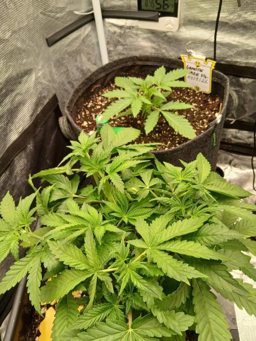 Granite Haze F7 Speedrun seeds.. Week 2