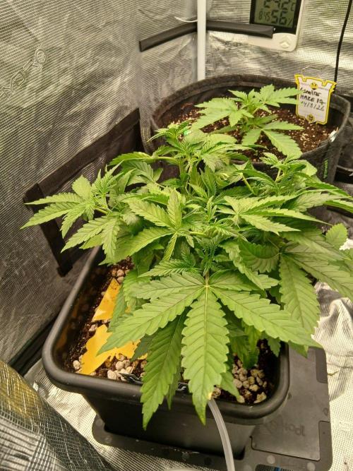 Granite Haze F7 Speedrun seeds.. Week 2