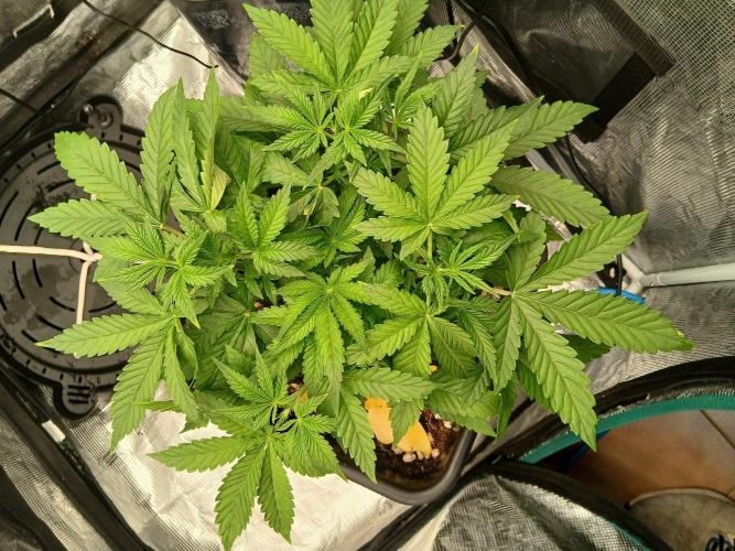 Granite Haze F7 Auto. Week 2