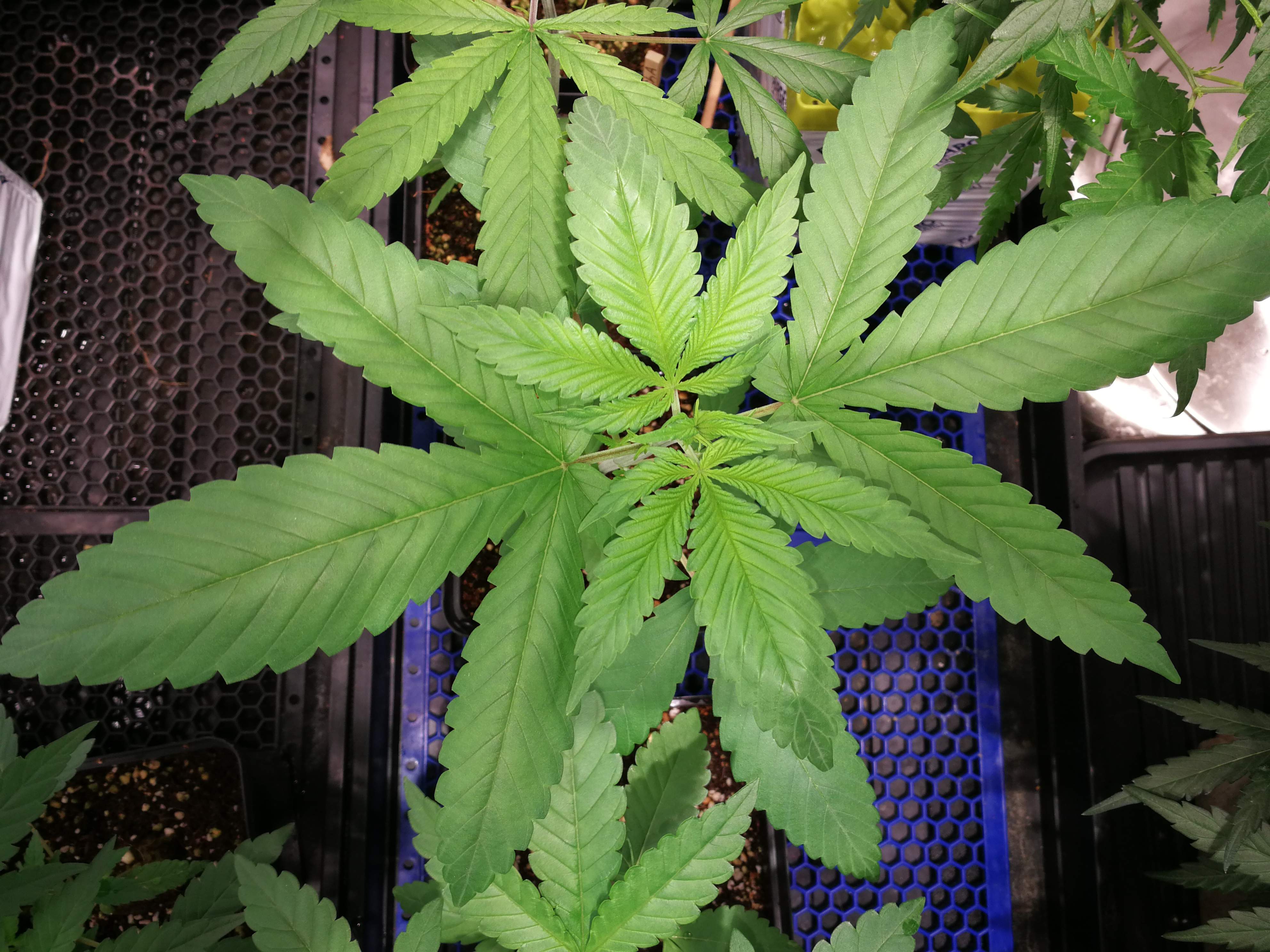 Humboldt Seed Organization Green Crack grow diary (journal) week3 by