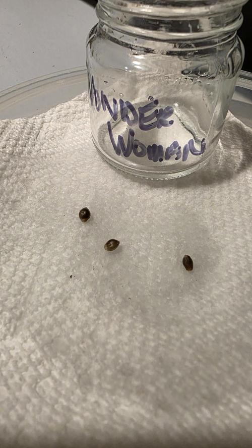 Pure Nirvana Photo Grow. Week 0 - Day 2: Wonder Woman had no tap roots.  She is a stubborn germinator.