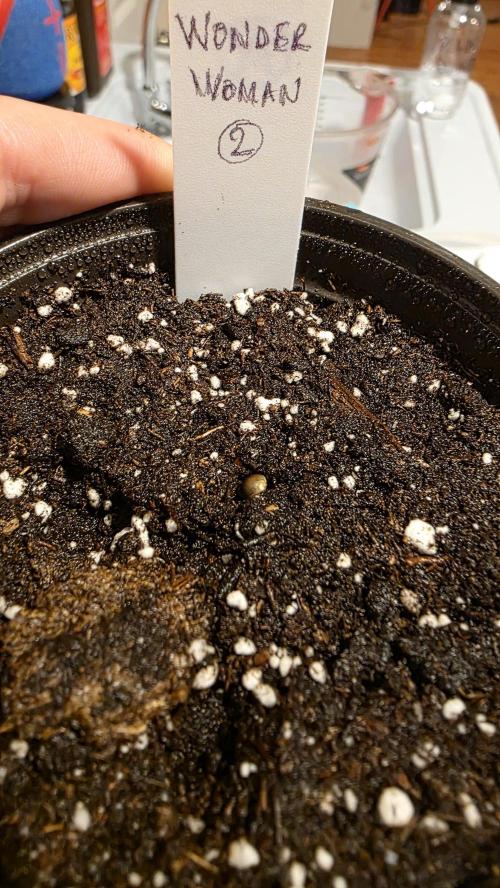 Pure Nirvana Photo Grow. Week 0 - Day 2: Planted all seeds, even Wonder Woman, in CoM Seed Starter soil