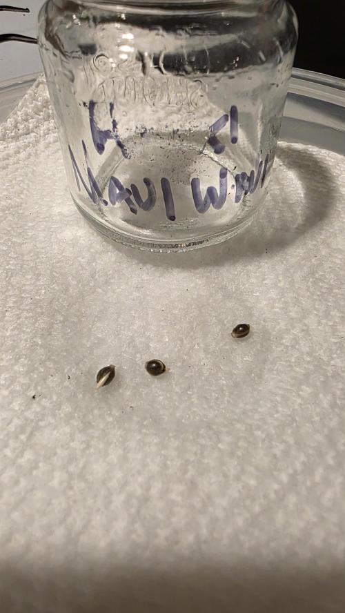 Pure Nirvana Photo Grow. Week 0 - Day 2: Maui Wauii taproots