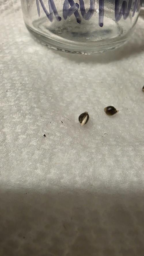 Pure Nirvana Photo Grow. Week 0 - Day 2: Maui Waui up close