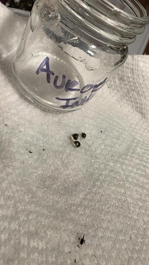 Pure Nirvana Photo Grow. Week 0 - Day 2: Aurora Indica taproots