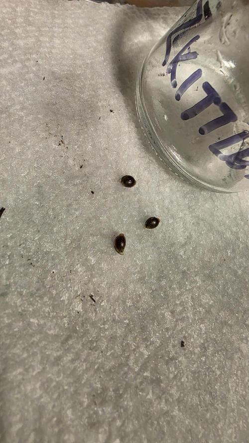 Pure Nirvana Photo Grow. Week 0 - Day 2: Zkittlez just barely had taproots.
