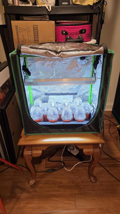 Pure Nirvana Photo Grow. Week 0 - Day3: Placed them in seedling tent under a 1 ft T5 light hung 6 in from domes.