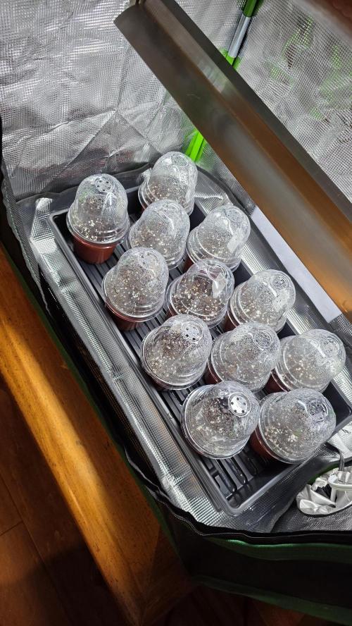 Pure Nirvana Photo Grow. Week 0 - Day 3: Planted the seeds in nursery pots with vented domes.