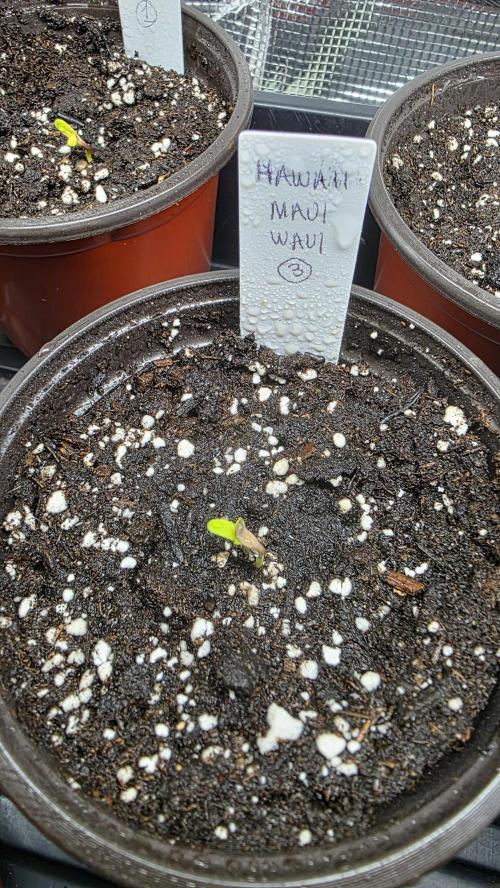 Pure Nirvana Photo Grow. Week 0 - Day 4- Maui Waui #3, cotyledons are present.