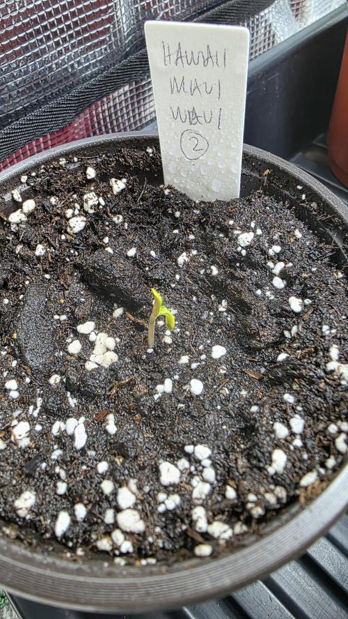 Pure Nirvana Photo Grow. Week 0 - Day 4: Maui Waui #2: cotyledons are present.