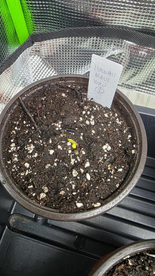 Pure Nirvana Photo Grow. Week 0 - Day 4: Maui Waui #3: cotyledons are present.