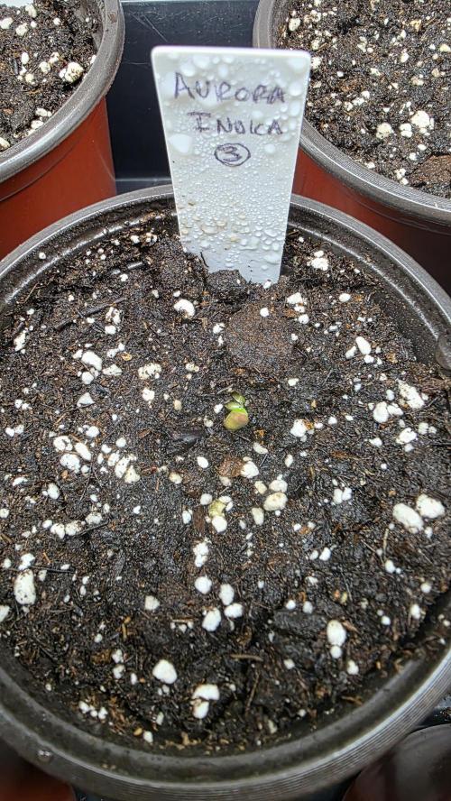 Pure Nirvana Photo Grow. Week 0 - Day 4: Aurura Indica #3: cotyledons are present.