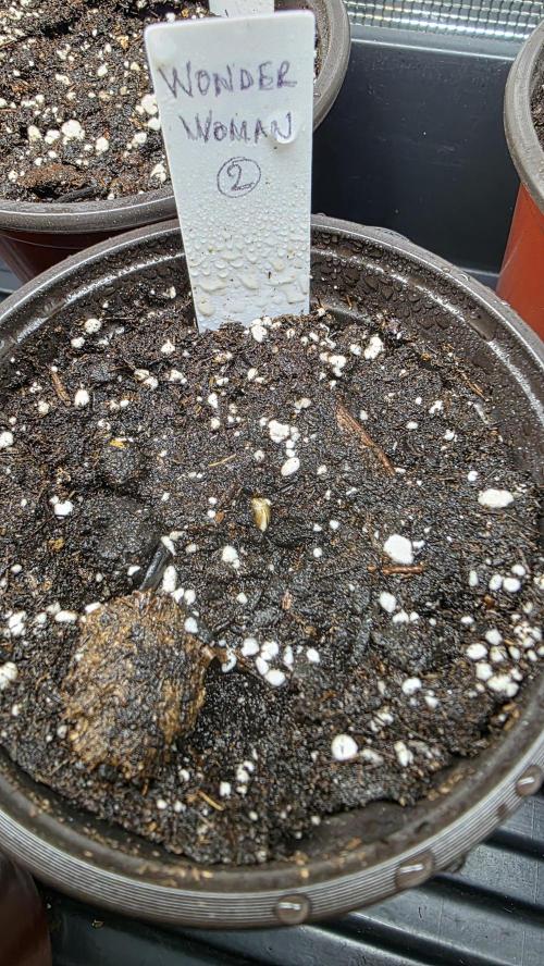 Pure Nirvana Photo Grow. Week 0 - Day 4: Wonder Woman #2 has emerged.