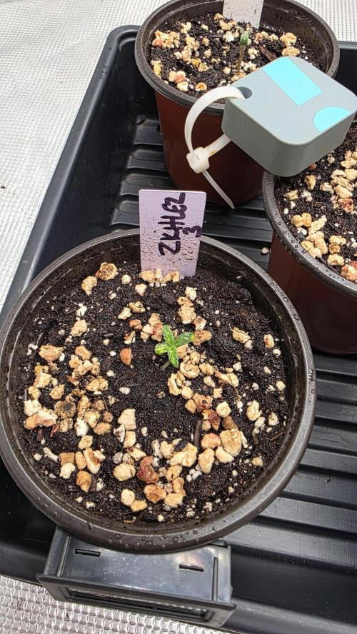 Pure Nirvana Photo Grow. Week 1 - Zkittlez #3