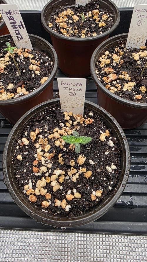 Pure Nirvana Photo Grow. Week 1 - Aurora Indica #3