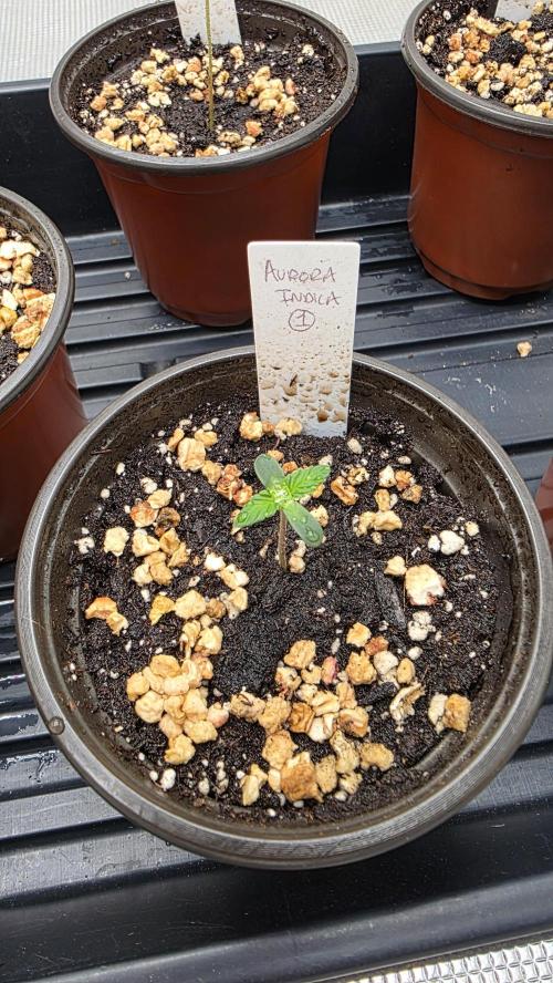 Pure Nirvana Photo Grow. Week 1 - Aurora Indica #1