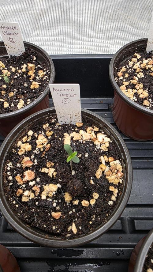 Pure Nirvana Photo Grow. Week 1 - Aurora Indica #2