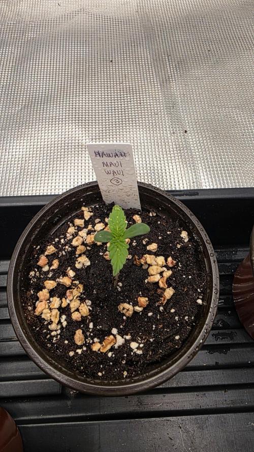 Pure Nirvana Photo Grow. Week 1 - Maui Waui