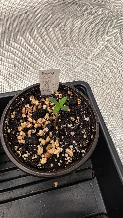 Pure Nirvana Photo Grow. Week 1 - Maui Waui