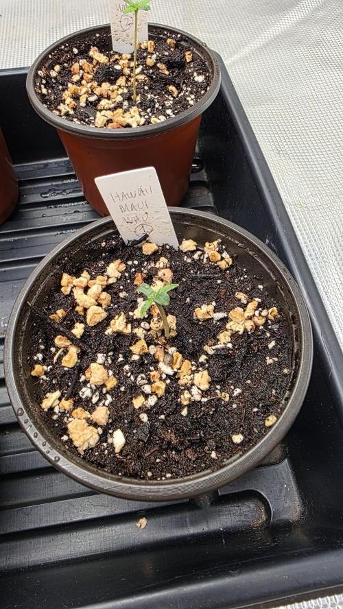 Pure Nirvana Photo Grow. Week 1 - Maui Waui