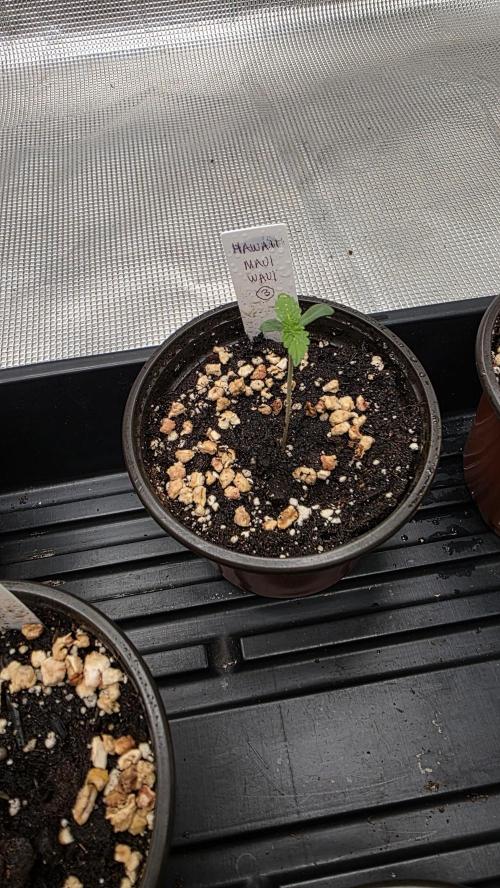 Pure Nirvana Photo Grow. Week 1